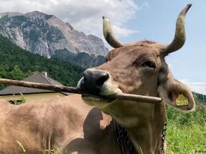 Вероника, паметна крава која је збунила научнике