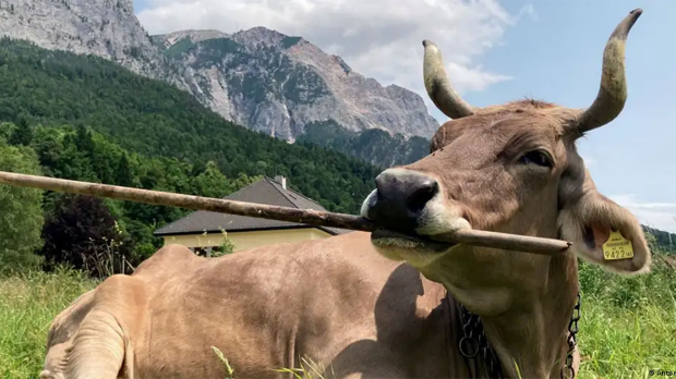 Вероника, паметна крава која је збунила научнике