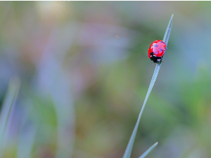 Нова студија: Биљке заправо „чују” и памте