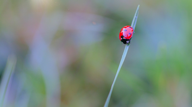Нова студија: Биљке заправо „чују” и памте