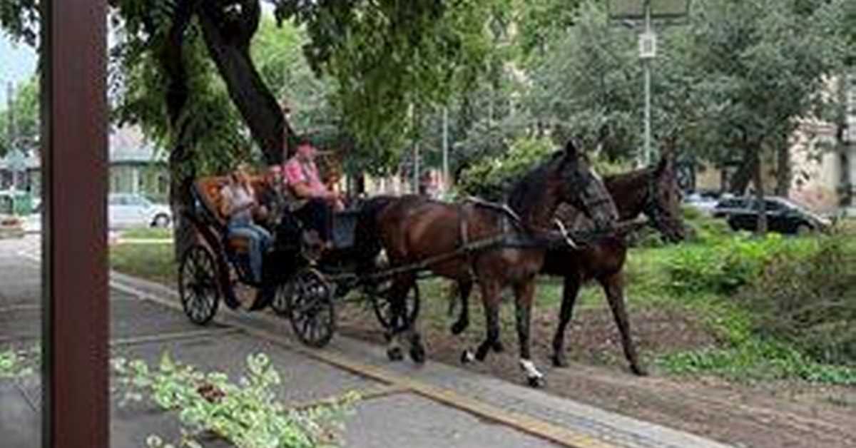 Еко перспективе: Зелени бисери Србије: Сомбор, 1. део