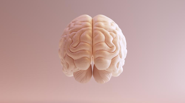 Соларис: Асиметрија људског мозга