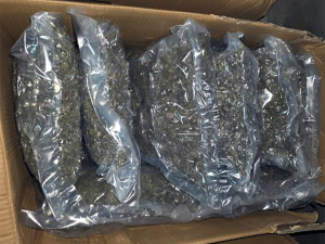 Заплењено 100 килограма марихуане, ухапшен један осумњичени