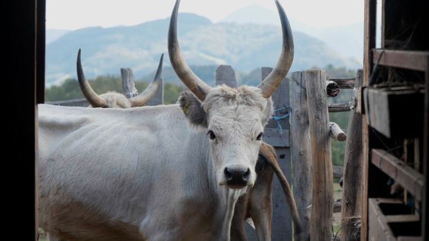 Ветеринарска мисија