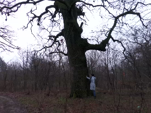 Шалиначки луг - споменик природе