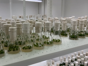 Како се дугорочно чува гентески материјал аутохтоних врста воћа?