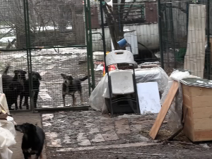 Панчевачки Гимназијалци праве кућице за напуштене животиње