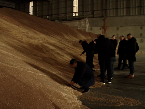 Раније него обично, почео такозвани откуп пшенице "на зелено" 