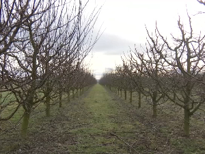 Резидба воћа кад снег окопни