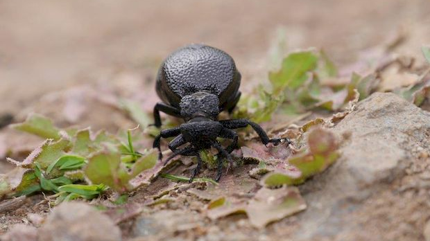 Еко минијатуре: Зоофобија