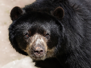 Црни медвед 37 дана живео у подруму куће у Лос Анђелесу