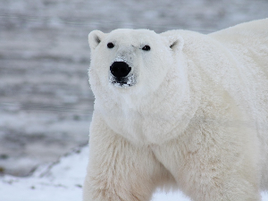 Како на Свалбарду, поларни медведи реагују на топљење глечера