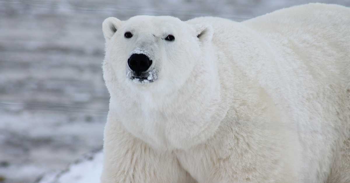Како на Свалбарду, поларни медведи реагују на топљење глечера