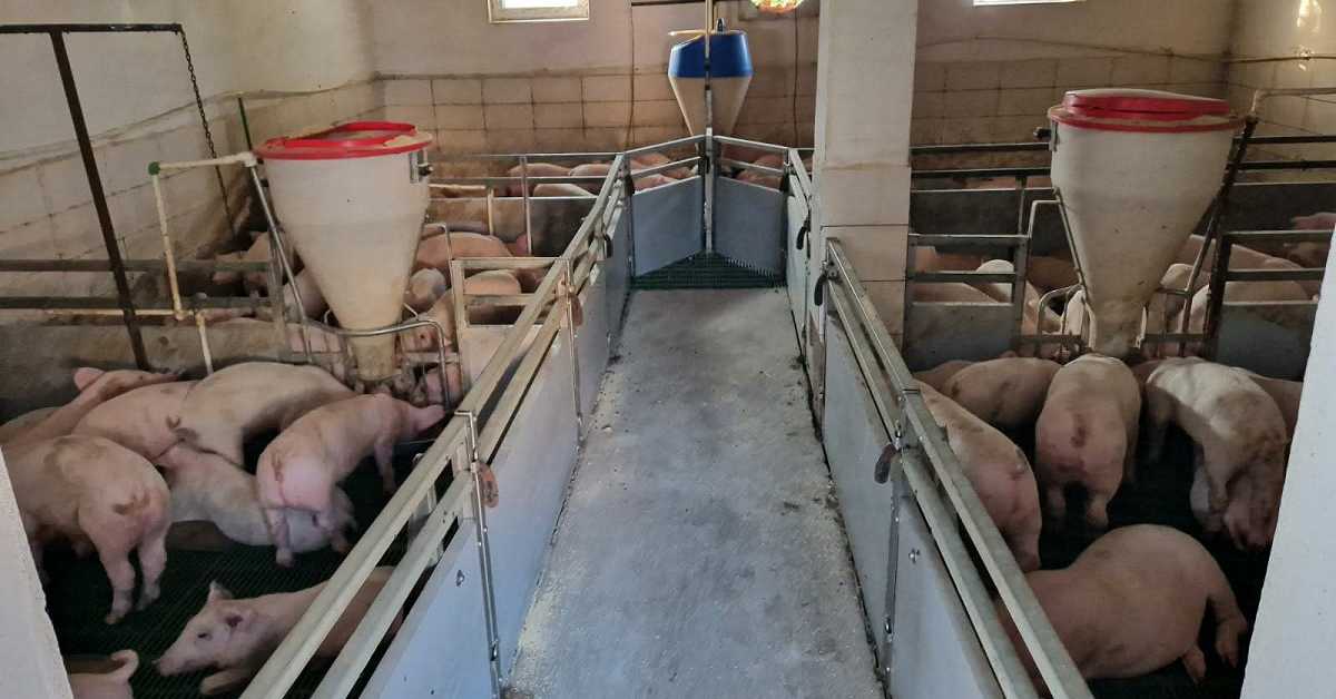 Месо све скупље, свиње све јефтиније – цех плаћају фармери и потрошачи