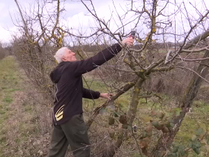 Почело орезивање воћњака