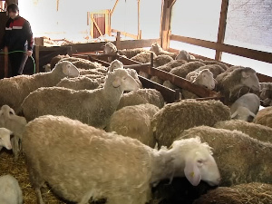 Узгој оваца у Блацу 