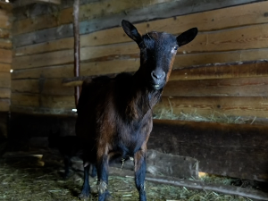 Реткост у козарству: У тутинском селу Долово коза ојарила петоро јарића 