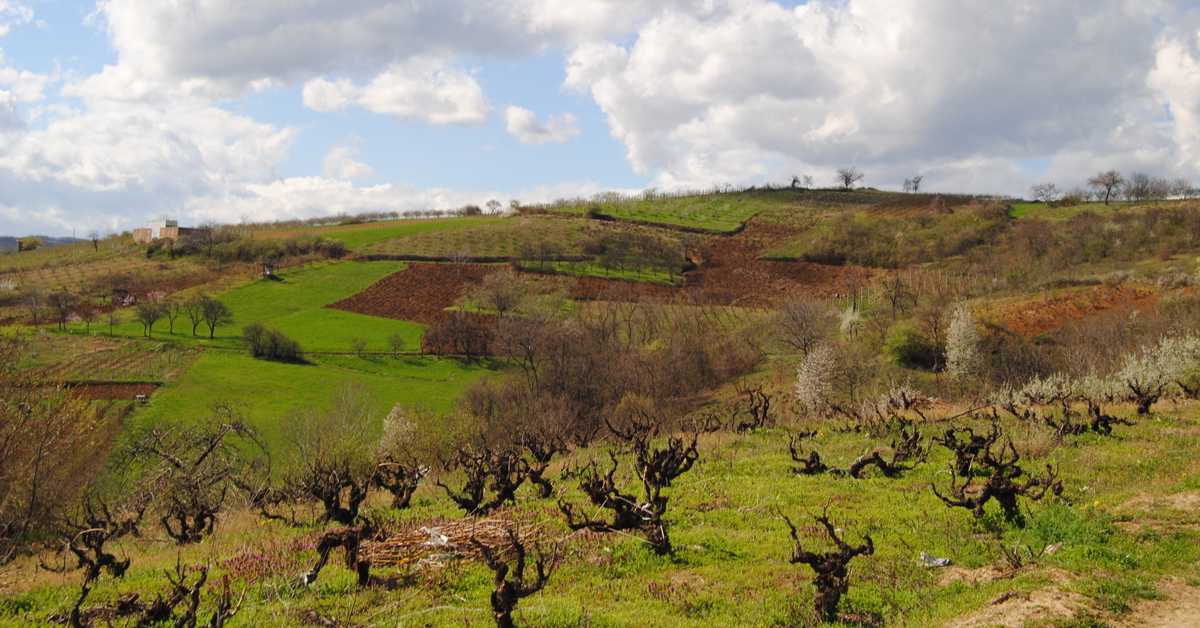 Зашто они који заиста воле вино морају да разумеју Жупу