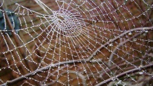 Драмски програм: Душан Ристић: Венеција, година нулта