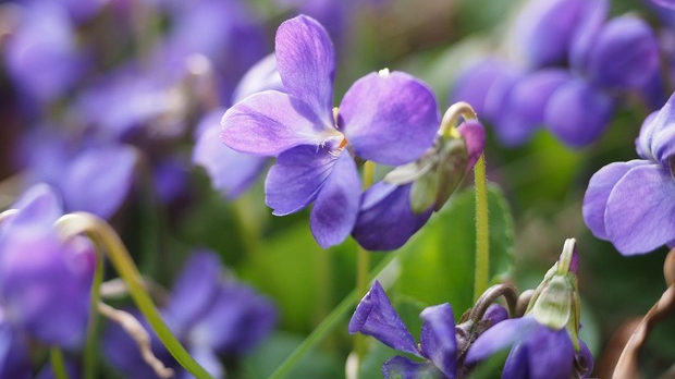 Еколошки магазин