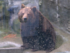 Изгледа да је зими крај –медведица Дуња изашла је да прошета