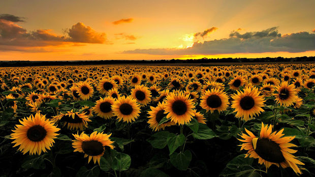 С песником у подне: Томислав Маринковић: ,,Сунцокрети"