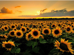 Томислав Маринковић: ,,Сунцокрети"