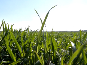 Да ли се препоручује рана прихрана пшенице?