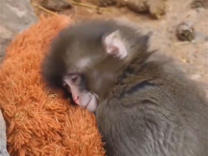 Видео који је разнежио свет: мајмунче Панч и његов плишани орангутан
