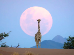 Зашто за ове фотографије људи мисле да их је направила вештачка интелигенција