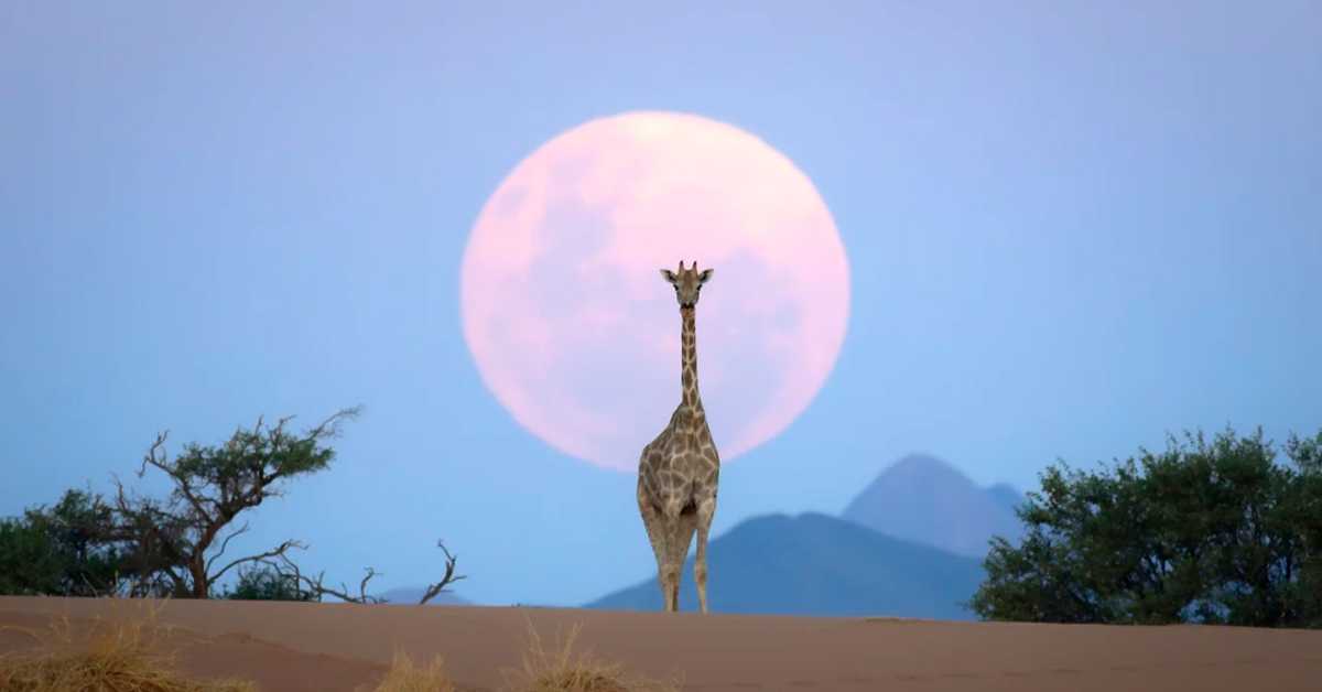 Зашто за ове фотографије људи мисле да их је направила вештачка интелигенција