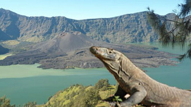 Пут свиле: Комодо