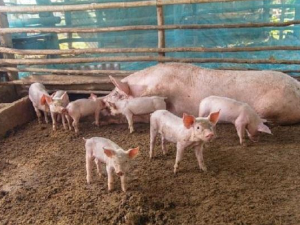 Афричка куга свиња потврђена у Тополи, спроводе се неопходне мере