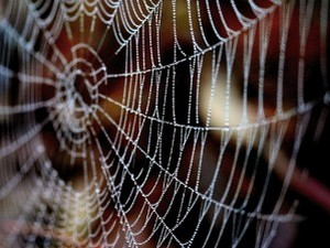 Вилијем Ајриш: Династија мртвих