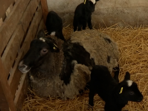 Богатић: Једна овца и седморо јагњади 