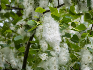 Почиње сезона алергена: да ли сте спремни?