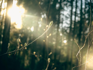 Стиже нам сунце и топло време, данас и до 15 степени