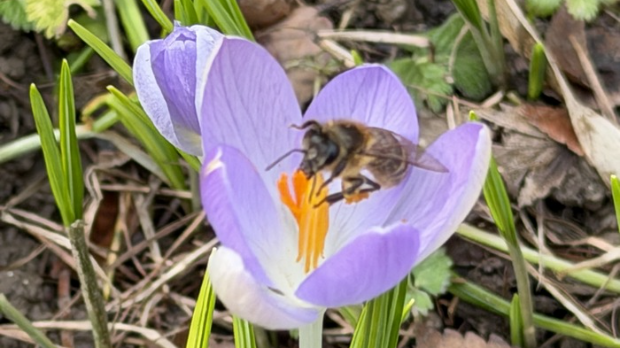 Прича о шафранима