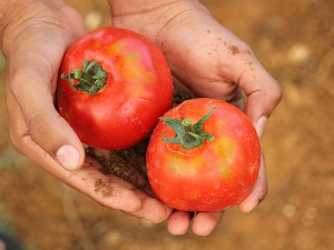 Из баште или са рафа – бирамо ли бољу цену или квалитет