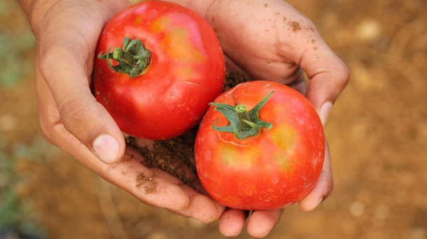 Из баште или са рафа – бирамо ли бољу цену или квалитет