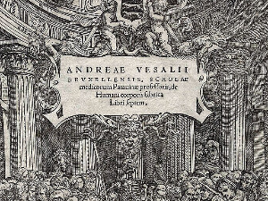 Везалијусови крајници