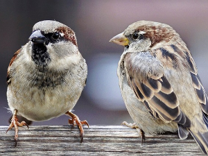 Гласне жице