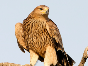 Орао крсташ, ког су у октобру украли кријумчари на Блиском истоку, у недељу се враћа у Србију