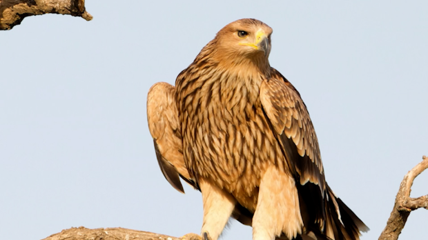 Спасавање орла Феликса – како је орао из Србије завршио у ратом захваћеној Сирији