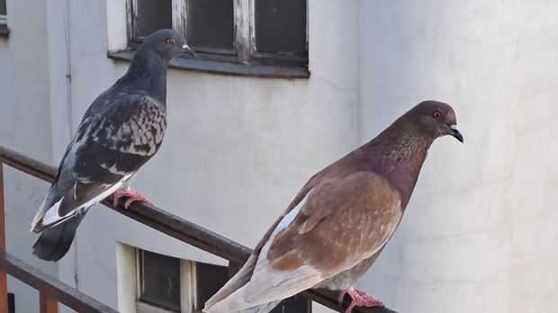 Јутарњи викенд програм