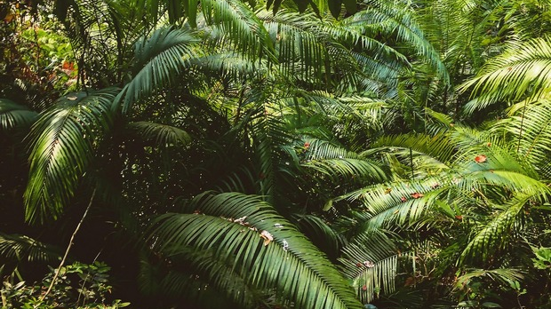 Дионис: У џунгли богова