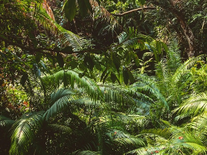 У џунгли богова