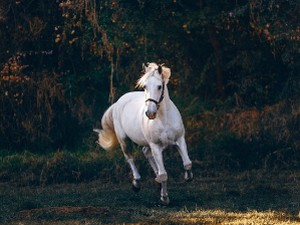 Не судим коњима, судим људима