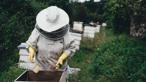 Домаћи пчелари одустају од производње меда због увезених фалсификата који драстично обарају цену