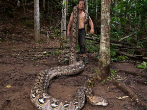 Најдужа дивља змија на свету живи на индонежанском острву